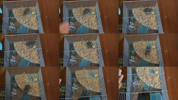 小宠物仓鼠在一个装满木屑的蓝色笼子里,从上方视角拍摄,背景是木桌。