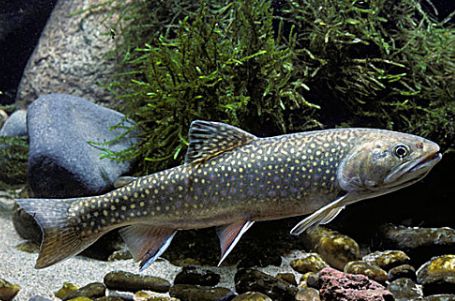 鲑鱼养护秘籍，从入门到精通的全方位指南