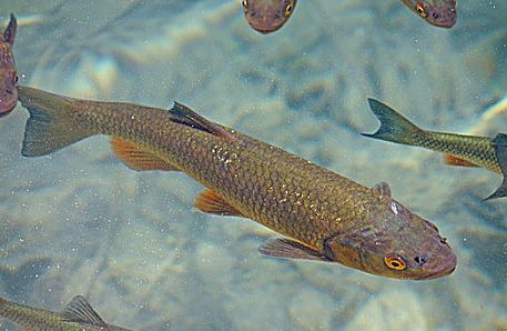 鲑鱼养护秘籍，从入门到精通的全方位指南