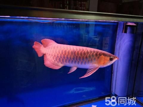 吴中区郭巷东方商城鱼乐天地水族馆·观赏鱼出售，苏州鱼乐天地水族馆 专业鱼池养护，销售
