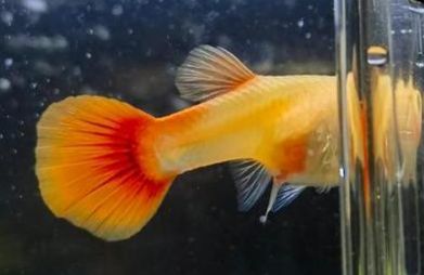 孔雀鱼幼崽养护指南，快来抄作业