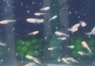 孔雀鱼幼崽养护指南，快来抄作业