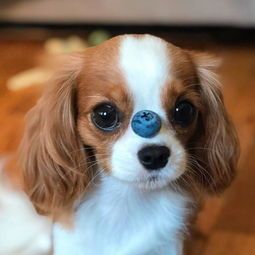 揭秘查理王小猎犬遗传病：如何预防与治疗？