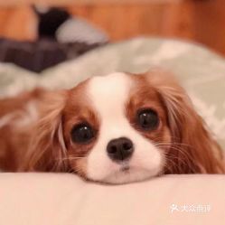 揭秘查理王小猎犬遗传病：如何预防与治疗？