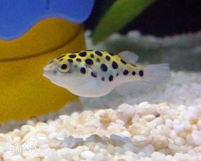 潜水艇鱼，热带海水宠儿！