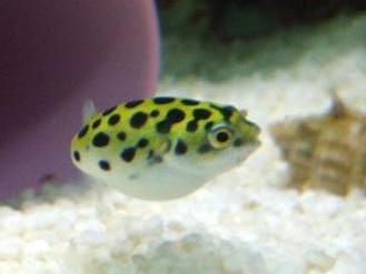 潜水艇鱼，热带海水宠儿！