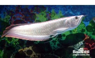 银龙鱼养殖温度：25-28℃宠物养护指南