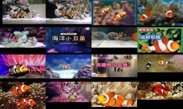 小丑鱼入缸多久算养定了