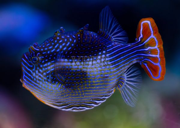 热带鱼在水族馆里游泳。水族馆里五颜六色的鱼照片摄影图片