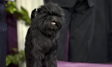 猴面犬怎么训练才听话