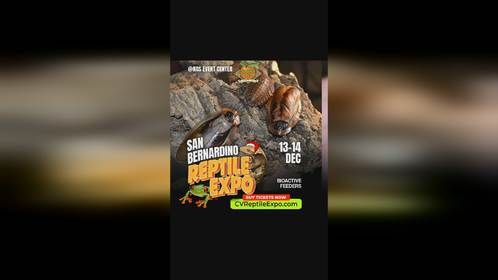 2025年12月13日，美国加州#爬宠展 。#爬宠#亚宠展
