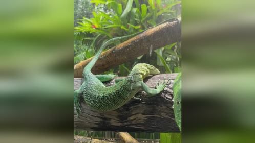 下大雨不打伞的孩子。#爬宠 #异宠 #爬宠日常 #绿树巨蜥