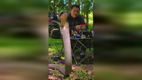 野外露营，碰到它来要水喝，你慌不慌！