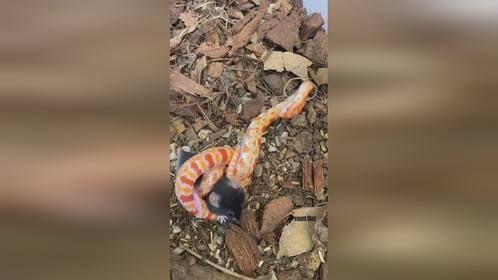 它两这是谁咬了谁？#爬宠 #异宠 #爬宠日常 #玉米蛇