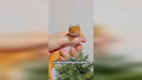 卡姿兰大眼萌。#爬宠 #异宠 #爬宠日常 #守宫 #豹纹守宫