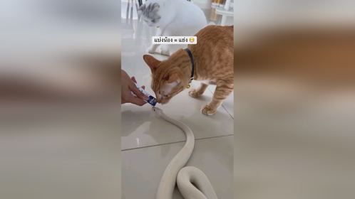 #大橘 与露西。#爬宠 #异宠 #爬宠日常 #球蟒