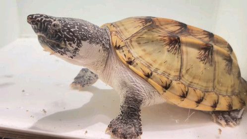 #蛋龟 #泥龟 #爬宠 #异宠 #养龟日常