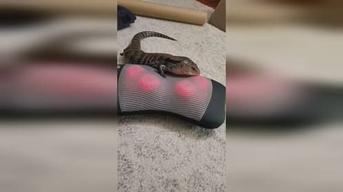 给#蓝舌石龙子 宝宝搞个红外按摩仪。#爬宠 #异宠