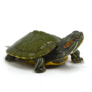 包邮宠物乌龟小乌龟彩龟巴西龟素食乌龟