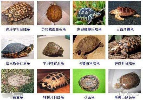 乌龟种类有多少种