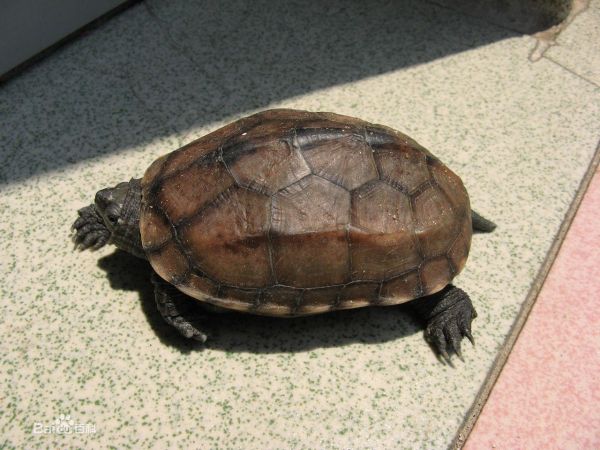 求问小乌龟品种?