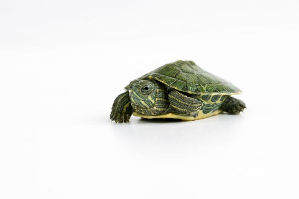 热销巴西龟活体小_小乌龟 宠物龟乌龟活体小宠 红耳巴西龟活体 黄金龟