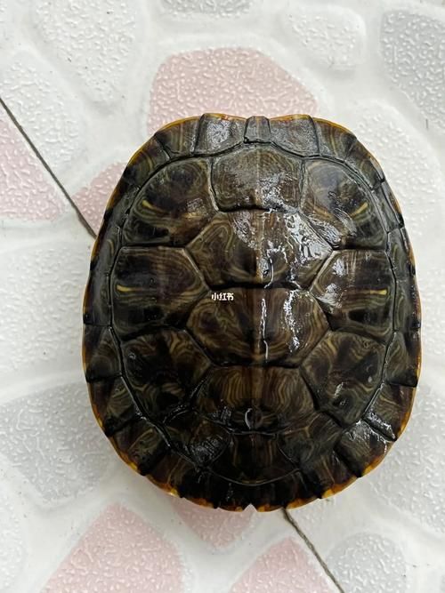 小乌龟 #乌龟日常 #乌龟 #我家宠物好可爱