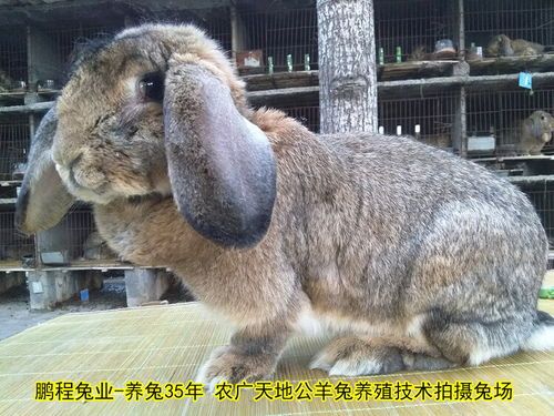 塞北兔宠物，营造舒适生活空间。