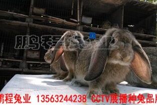 塞北兔宠物，营造舒适生活空间。