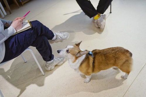 “养宠秘籍:响片训练+狗舍搭建,宠物生活更精彩!”