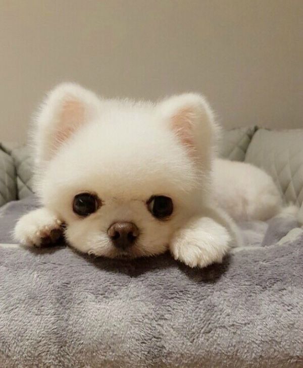 宠物狗专卖店经营策略指南