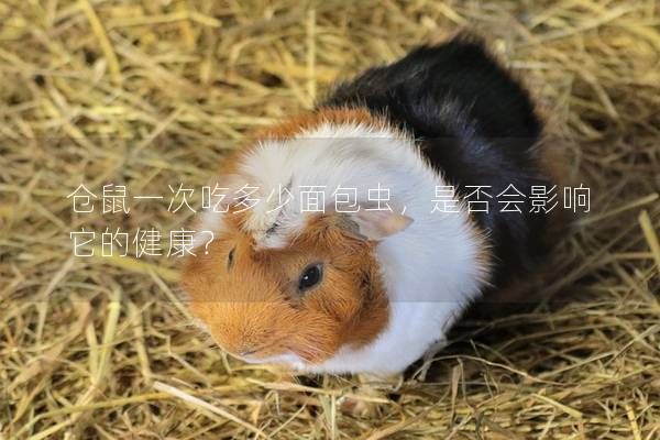 仓鼠一次吃多少面包虫,是否会影响它的健康?