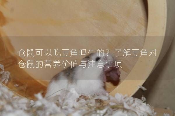 仓鼠可以吃豆角吗生的？了解豆角对仓鼠的营养价值与注意事项