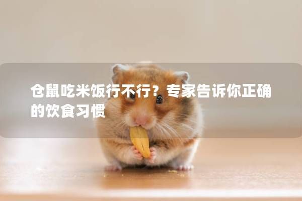 仓鼠吃米饭行不行?专家告诉你正确的饮食习惯