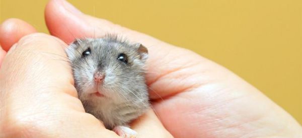 仓鼠可以吃石榴吗？——了解仓鼠的饮食习惯