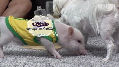 小猪智商高，宠物界小天才