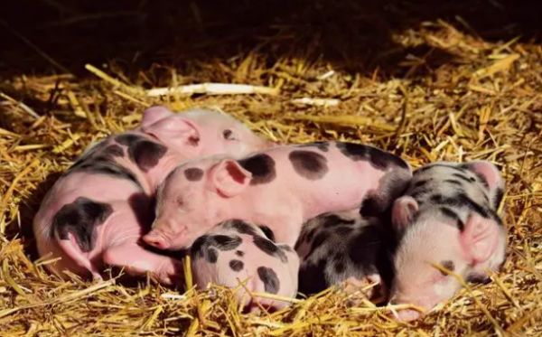 小猪的智商是多少？其实也是高智商动物