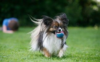 宠物猪的智商排行榜前十名