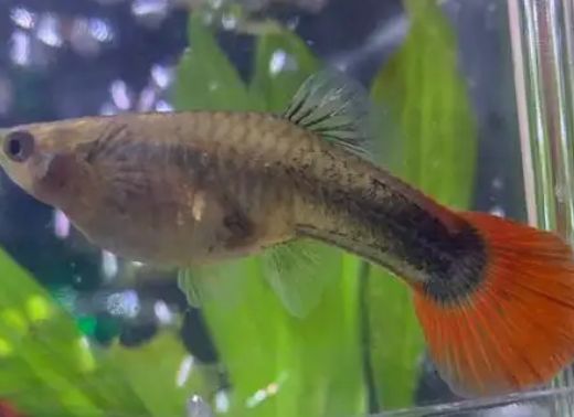 孔雀鱼繁殖能力大起底！你绝对想不到它们有多能生