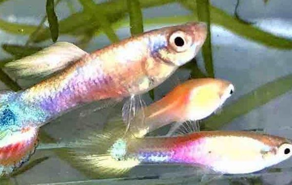 孔雀鱼繁殖能力大起底！你绝对想不到它们有多能生