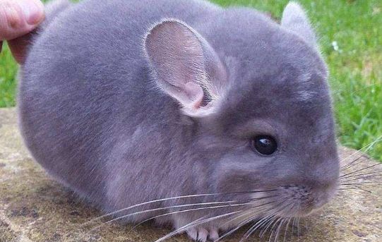 龙猫爱好者们，快来了解一下这篇挑选技巧！