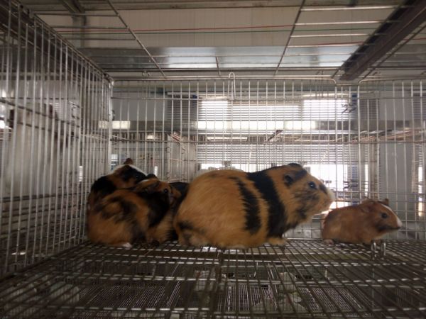 豚鼠饲养环境示意图