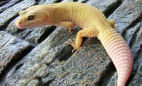 动物小百科:守宫蜥蜴怎么繁殖