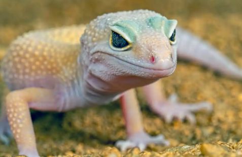 动物小百科:守宫蜥蜴怎么繁殖