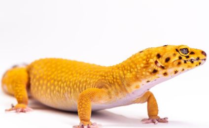 守宫蜥蜴人工养殖的秘诀