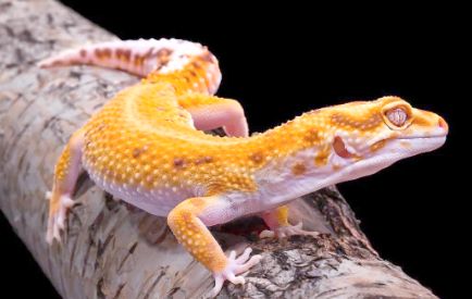 守宫蜥蜴人工养殖的秘诀