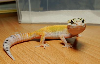 守宫蜥蜴繁殖全流程，关键要点需把握