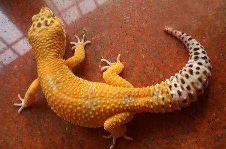 守宫蜥蜴繁殖全流程，关键要点需把握