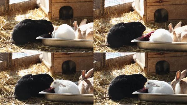 可爱的毛茸茸的兔子在鸟舍里。装饰性的农场兔子正在吃干草。农场动物的繁殖和动物园的护理。