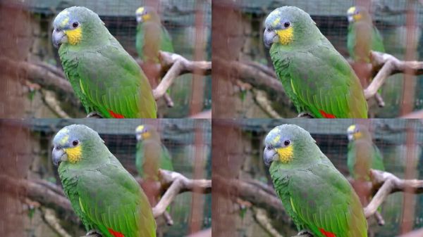 特写镜头:一只色彩斑斓的绿色鹦鹉,身上有黄色和蓝色的花纹,栖息在鸟舍中的一根树枝上。